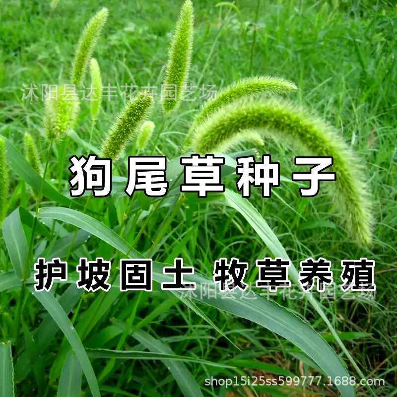 批发狗尾巴草种子狗尾巴花种子毛毛狗种子猫草猫粮可以入药做牧草