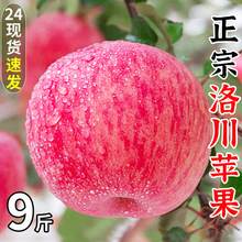 洛川红富士苹果9斤陕西新鲜水果当季整箱脆甜丑苹果糖心包邮