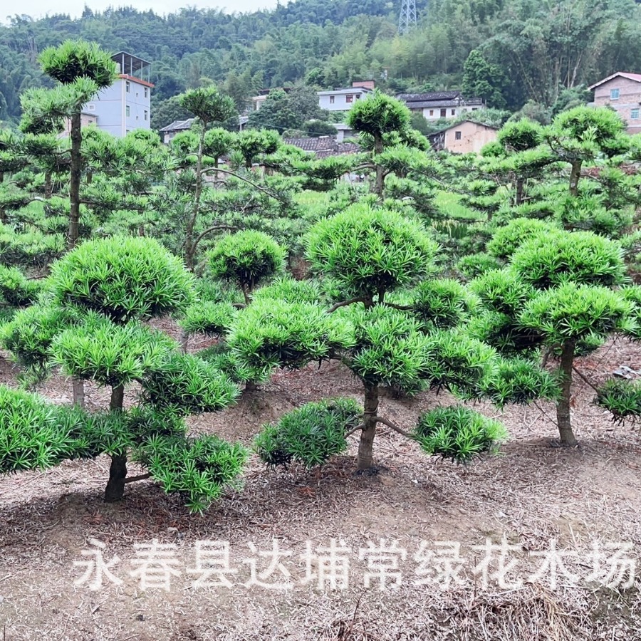 精品罗汉松造型树原生中叶罗汉松别墅庭院绿植好养带大土球常青