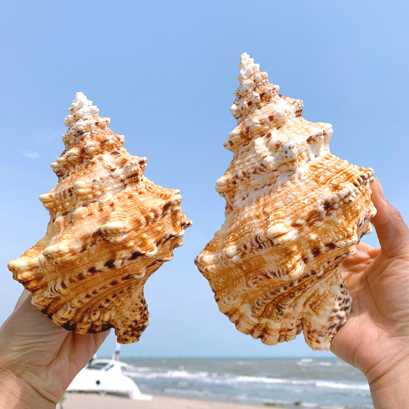 特大海螺超大石号螺天然贝壳大海螺鱼缸造景水族装饰佛教招财摆件