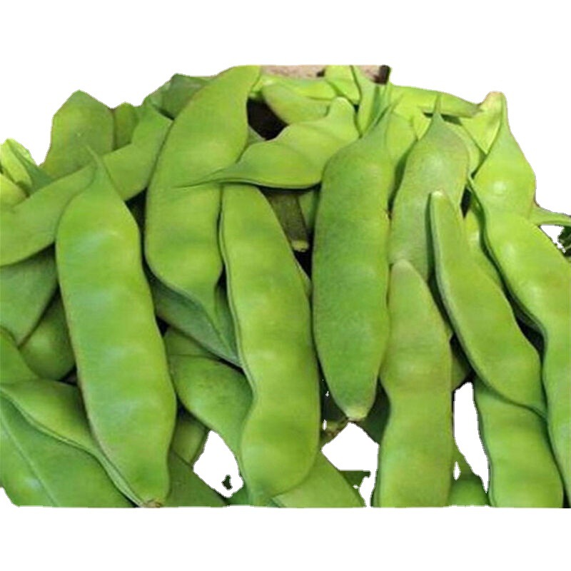 油豆角东北批发新鲜蔬菜九月青扁豆黑龙江开锅烂一点红面