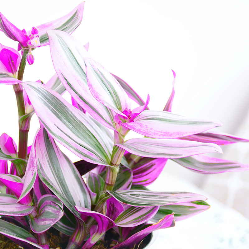 油画婚礼室内盆栽胭脂云绿植可长藤垂吊网红花卉桌面植物吊兰锦