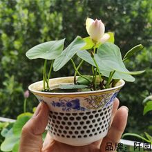 碗莲四季开花盆栽室内水培植物睡莲莲花水养水培花卉厂家批发跨境