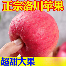洛川苹果批发当季陕西红富士一整箱优质新果陕西特产一件代发跨境