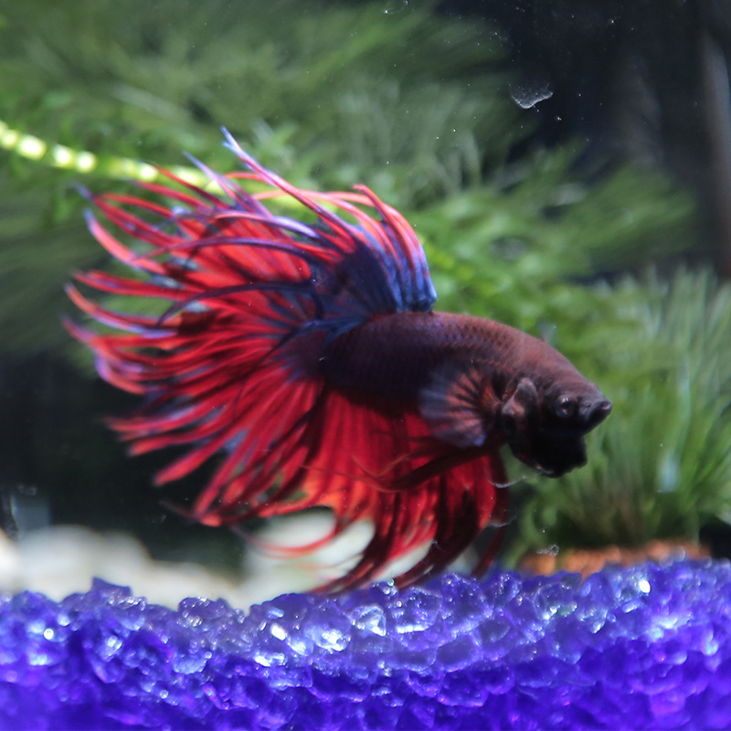 桌面鱼练手 办公室不换水的鱼 小型热带泰国斗鱼打架淡水观赏金鱼