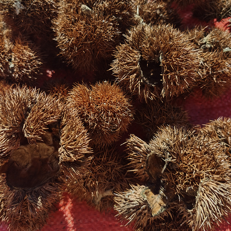 中草药原料1斤板栗带刺球壳风栗壳刺球板粟刺壳晒干迁西栗子毛球