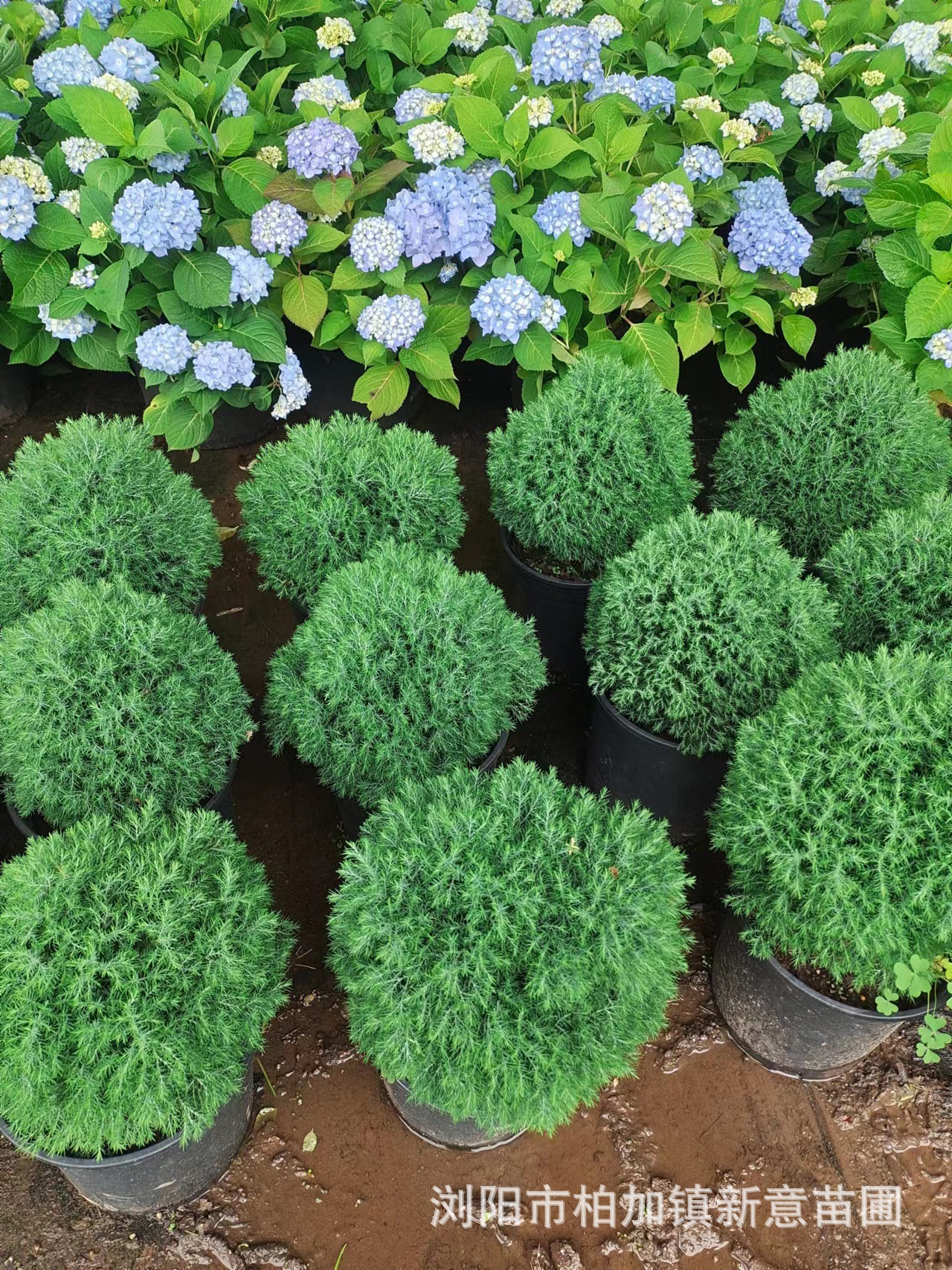 球柏柏类植物无需修剪自原成型优良盆栽植物基地大量有售