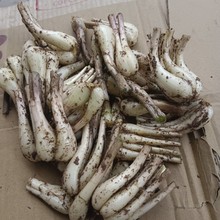 四川农家现挖新鲜小米教头荞头藠头当季时令疏菜新鲜茭白小蒜茭头