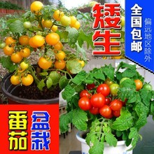 矮生盆栽番茄种子盆栽蔬菜种子小西红柿 圣女果阳台菜种子包邮