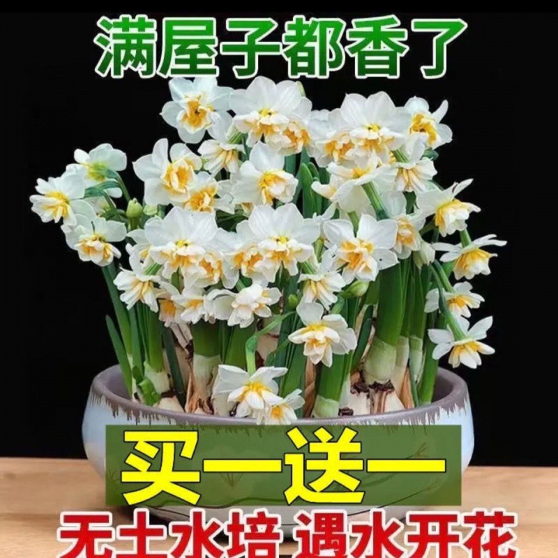 水仙花水培植物四季开花好养土养室内室外盆栽耐寒耐热代发亚马逊