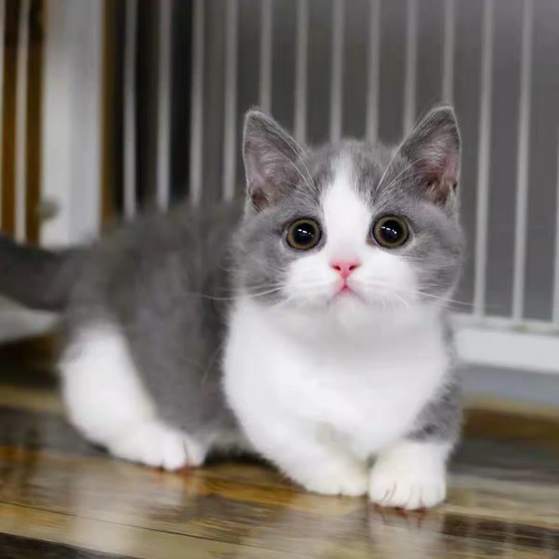 0成交5只相似出售家养英短蓝猫活体 纯蓝色宠物猫幼猫矮脚短腿小猫咪