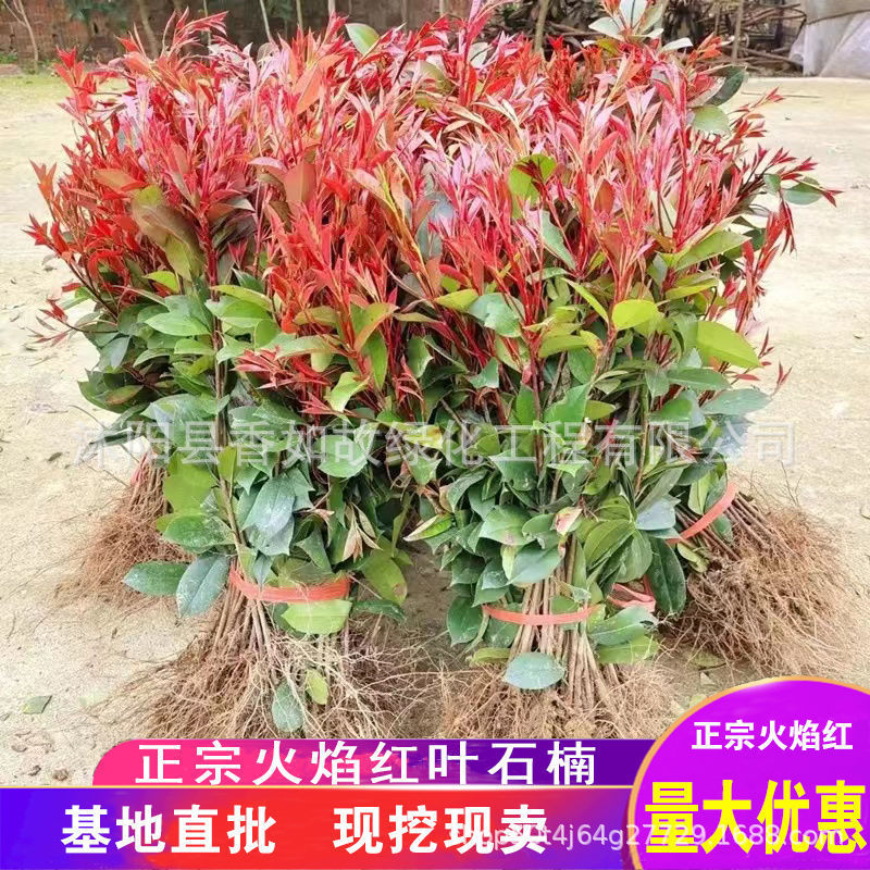 红叶石楠苗批发园林工程绿化苗木庭院耐寒耐阴彩色绿化苗木石楠苗