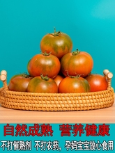 盘锦铁皮柿子碱地柿子丹东草莓西红柿东北水果生吃新鲜番茄自然熟