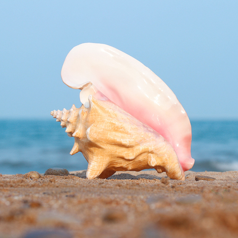 天然女王贝散珠女皇贝胭脂螺散珠圆珠diy手工搭配珠星月菩提配饰