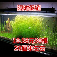 印度小竹节水草包邮虾缸阴性水族小鱼繁殖新手蜈蚣绿菊莫斯竹节草