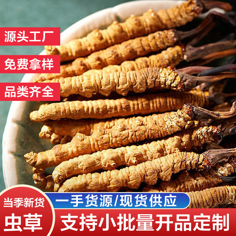 云南湖南虫草中苗亚香棒虫草霍克斯冬虫夏草一公斤2000条左右0620