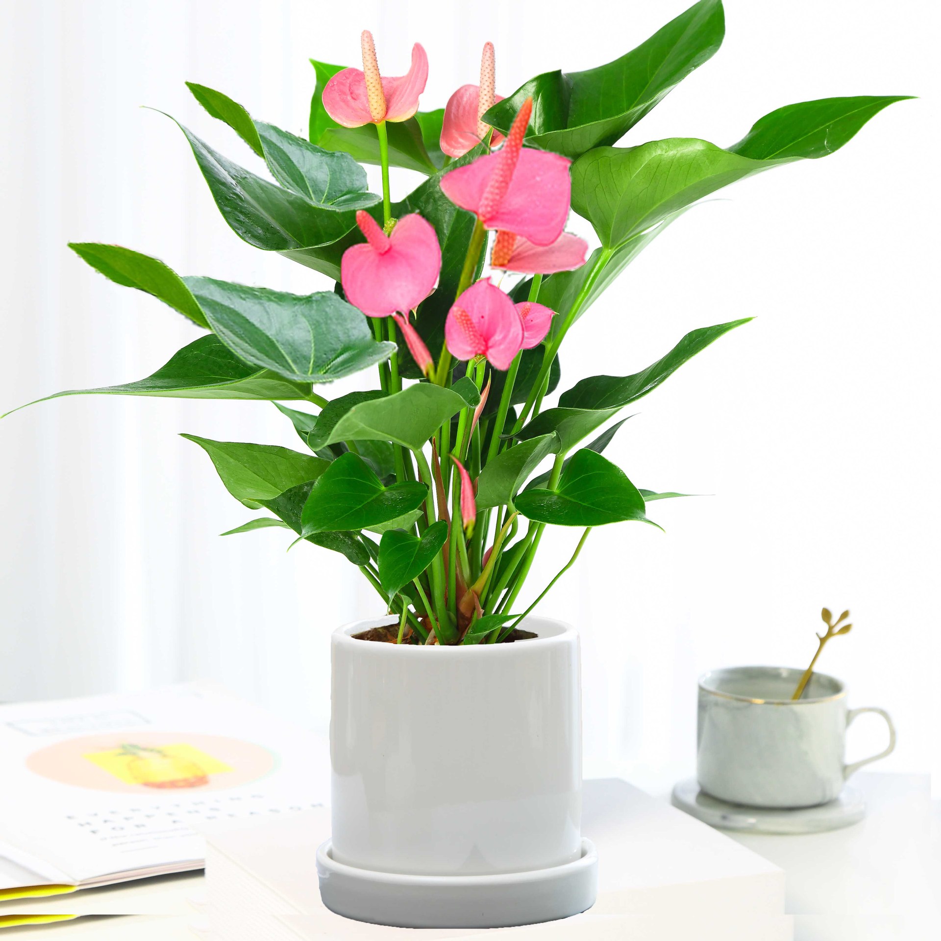 阳台盆栽室内植物小榕树人参榕 绿色盆栽 办公室桌面花草绿植创意