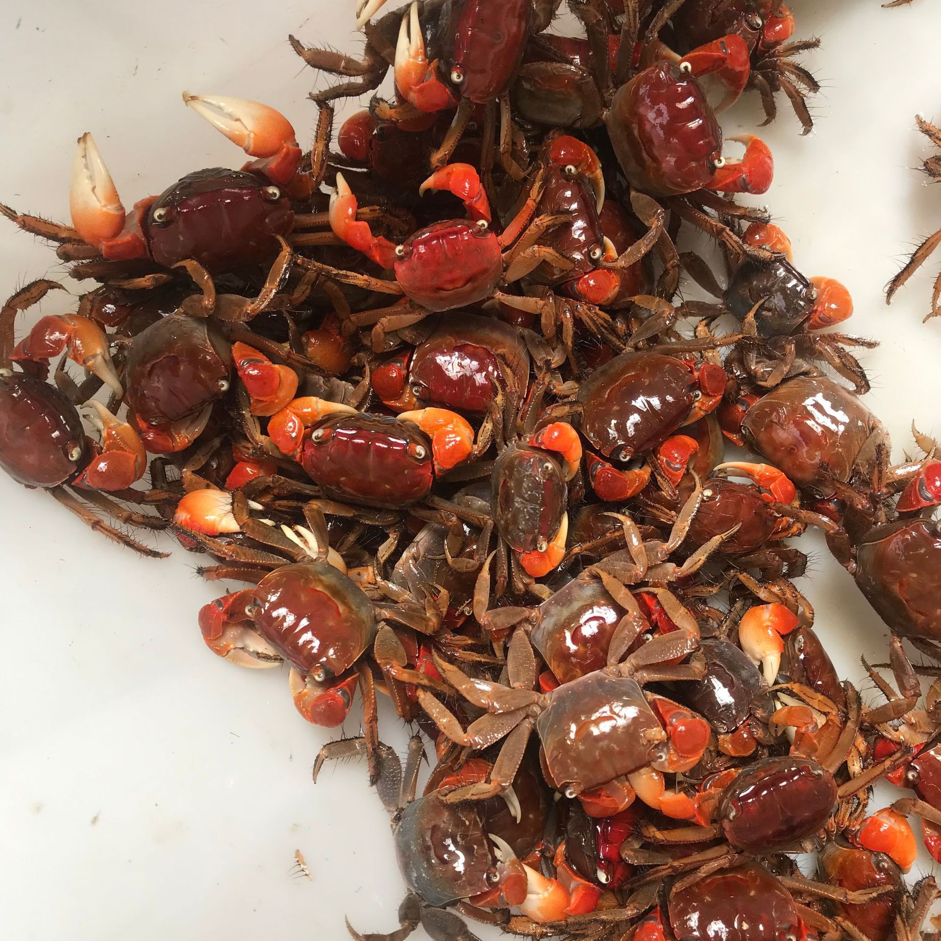 相手蟹批发将军蟹观赏蟹活体淡水螃蟹水族宠物桌面宠物爬宠寄居蟹