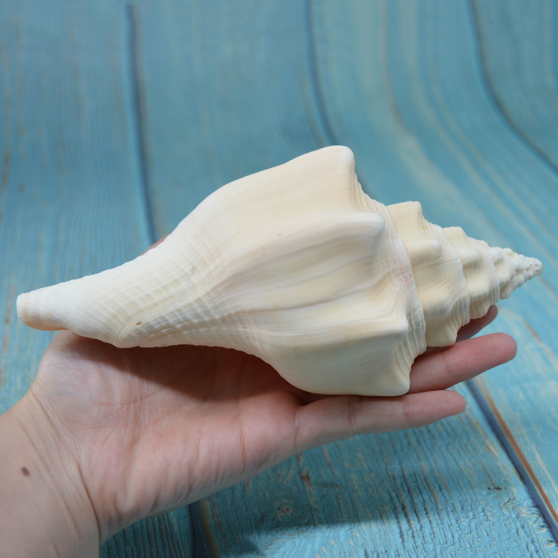 福海/长白旋螺 精品白香螺 天然海洋生物标本摆件海螺贝壳批发