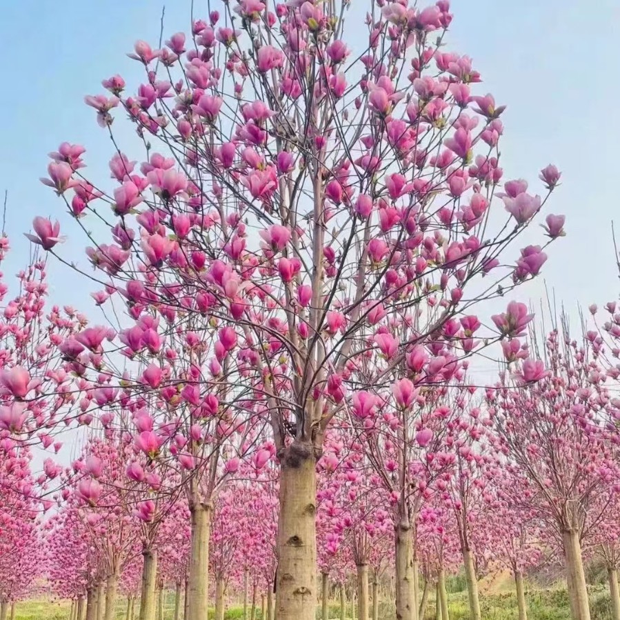 贵州红花玉兰基地红花玉兰苗圃红花玉兰批发红花玉兰熟苗红花玉兰