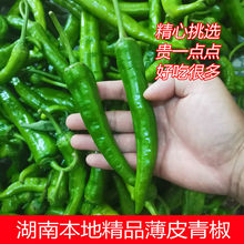 湖南本地辣椒 包邮 农家自种现摘现发 绿色新鲜蔬菜辣椒 薄皮青椒