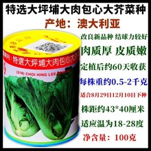 香港蔡兴利益农特选大坪铺大肉包心芥菜种子100g罐装种子