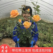 一件代发大花国月四季开花切花玫瑰绿植盆栽花卉庭院蔷薇月季花苗