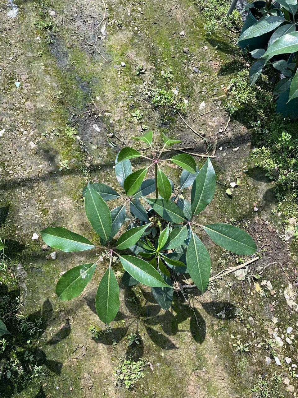 大叶伞日本保罗大叶伞室内观叶盆栽耐寒好养 客厅花卉耐阴-阿里巴巴