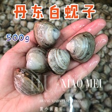 鲜活白蚬子丹东特产大黄蚬子无沙贝类新鲜花甲白蛤蜊1斤