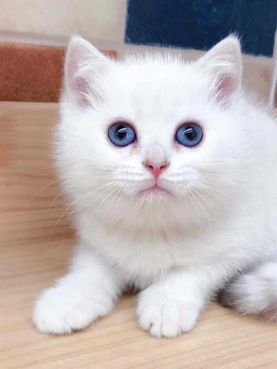 蓝猫活体宠物猫咪渐层蓝眼小型大眼睛公白色猫砂