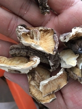 大碎片三厘米碎片冬菇500g香菇干货散装农家香茹蘑菇鹿茸菇平菇