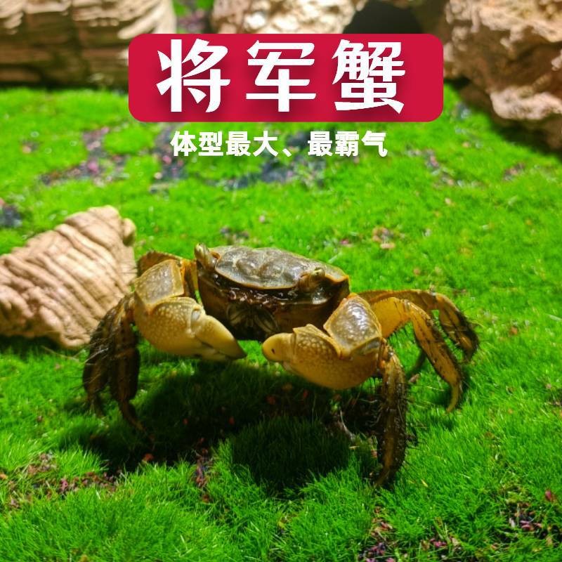 将军蟹宠物相守蟹吃涡虫观赏蟹水族清洁除藻淡水螃蟹深水网红螃蟹