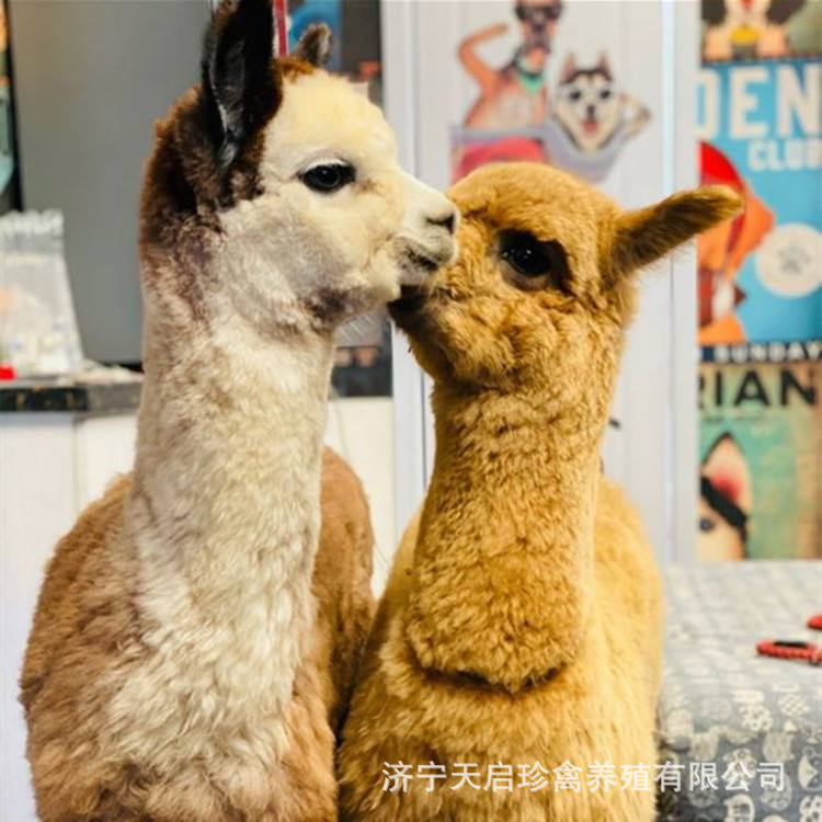 多种萌宠小羊驼 活体羊驼养殖场 景区观赏宠物小羊驼租赁-阿里巴巴