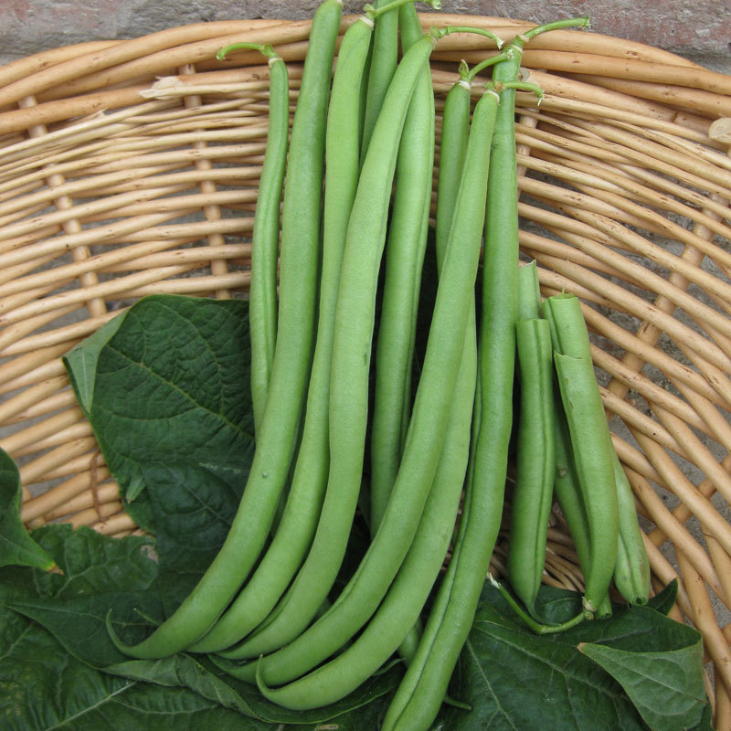 地豆角种子不搭架地芸豆菜农种植四季豆种子100克原装批发菜豆种