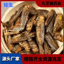 蝗虫中药材蝗虫蚂蚱代打粉鸟食个头肥大手工筛选精选【500g】