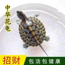 花龟活物 小乌龟中华花龟苗台湾珍珠龟活体家养长寿宠物观赏龟