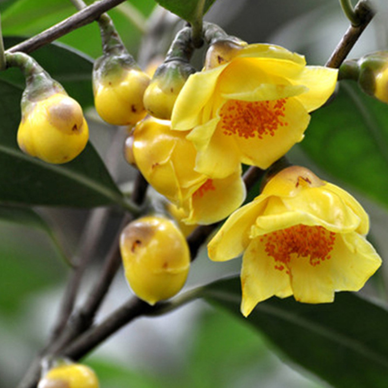 防城金花茶苗金茶花四季盆栽花卉凹脉黄樽名贵好养山茶花基地直发
