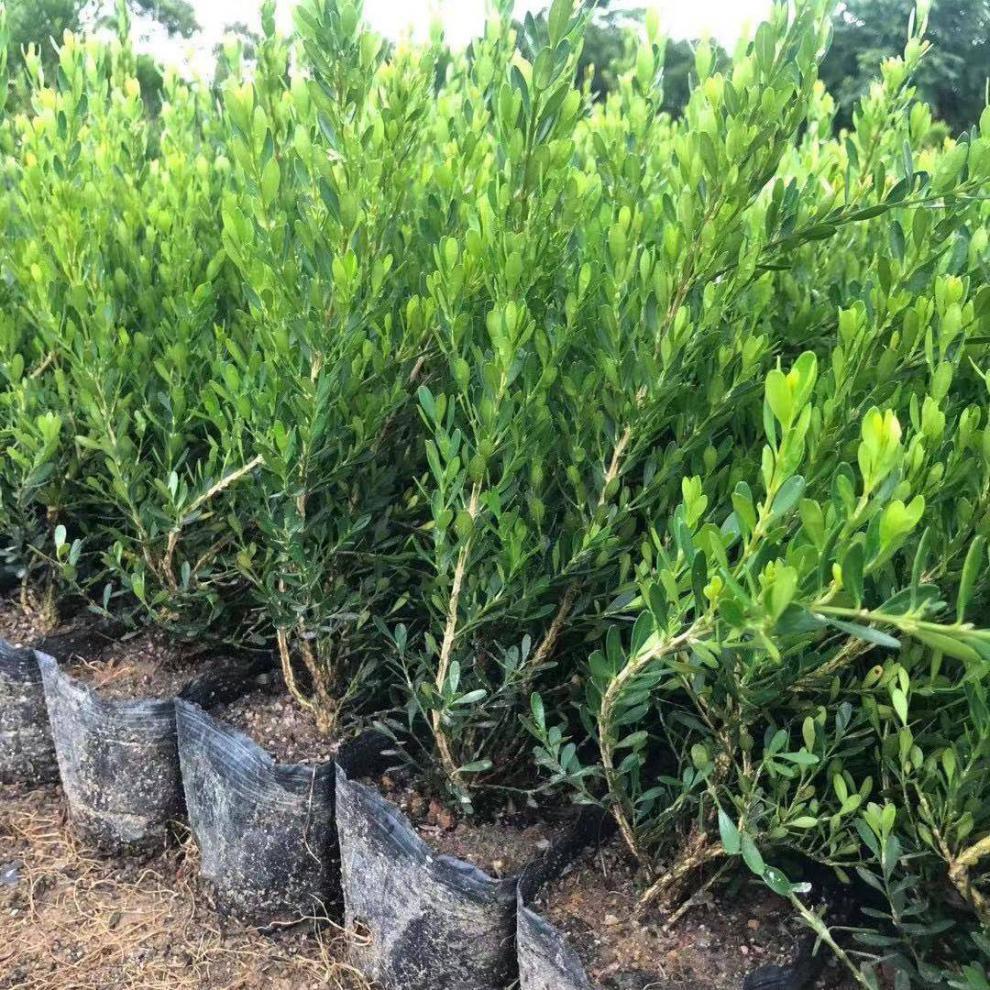 广东雀舌黄杨皱皮小叶黄杨苗高档造型名贵盆景树苗盆栽室内常青