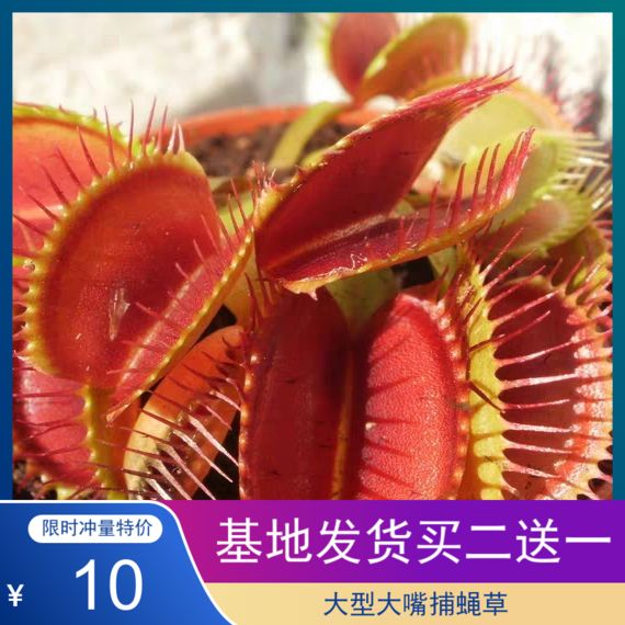捕蝇草盆栽 食人花猪笼草捕虫草扑蝇草室内吃人花超大食虫植物