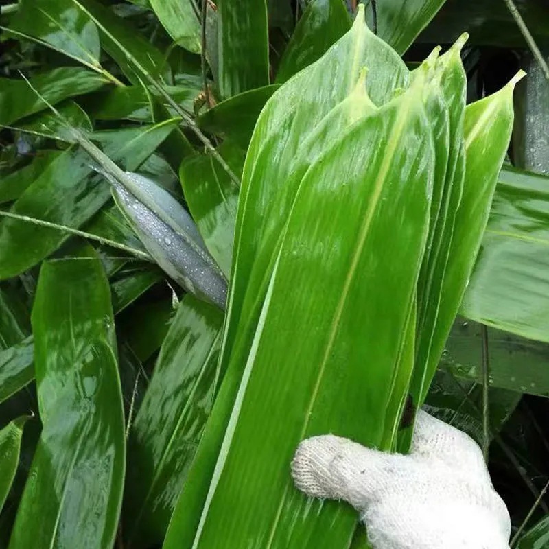 粽叶芦苇叶农家