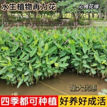 再力花水生植物庭院鱼塘水池边湿地种植盆栽净化空气水培水养花卉