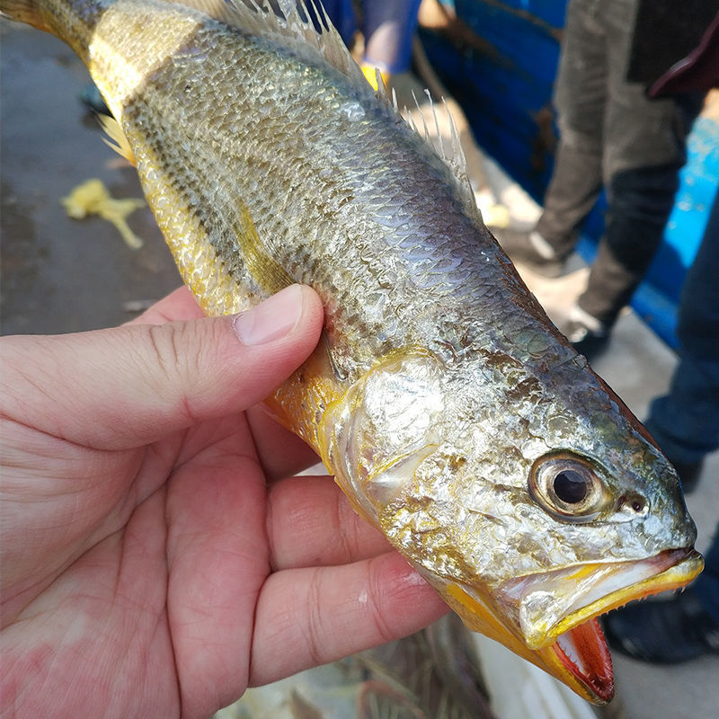 不包冰特级海捕野生小黄鱼冷冻新鲜黄花鱼深海黄骨鱼海鲜水产
