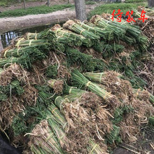 基地批发水生植物香蒲苗湿地绿化水体修复净化水质量大优惠