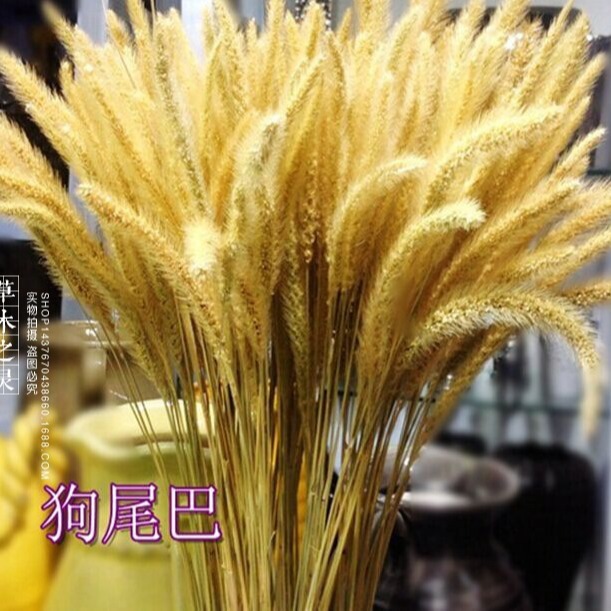 狗尾草 云南干花干草拍照道具复古农家风格装饰田园布置非兔尾草