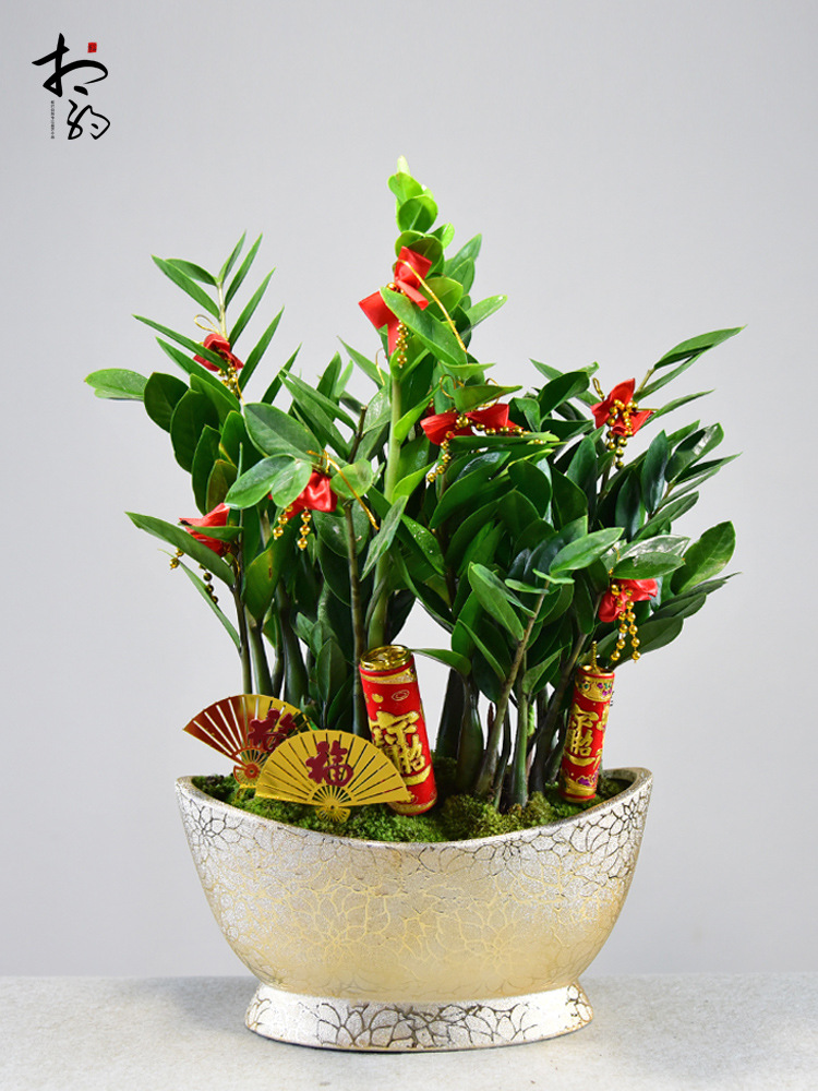 元宝树金钱树-元宝树金钱树厂家,品牌,图片,热帖-阿里巴巴