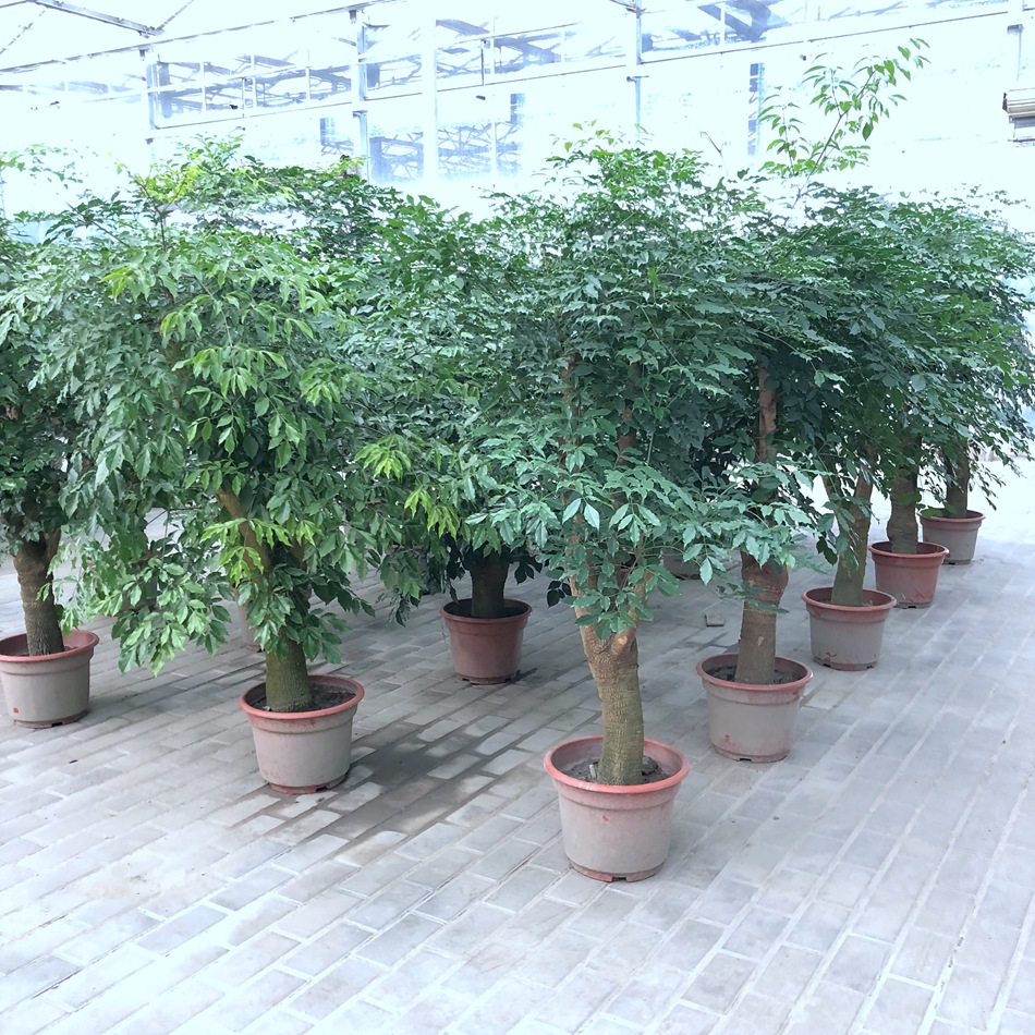 幸福树盆栽 大叶幌伞枫 菜豆树 接骨凉伞 绿宝 园艺绿化花卉盆栽
