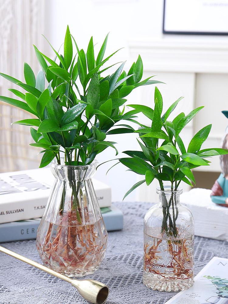 办公室养眼小绿植竹柏盆栽四季养好活花卉懒人桌面水培观叶植物
