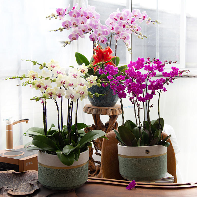 蝴蝶兰盆栽年宵花盆栽带花名贵鲜花开业高档花卉室内客厅送礼兰花