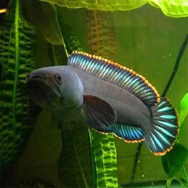 观赏鱼活体雷龙冷水鱼龙鱼耐活野生南鳢耐养淡水鱼彩虹七彩雷龙鱼