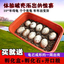 可孵化乌龟蛋招财龟活体中华草龟墨龟活物巴西龟鳄鱼龟学生孵化蛋
